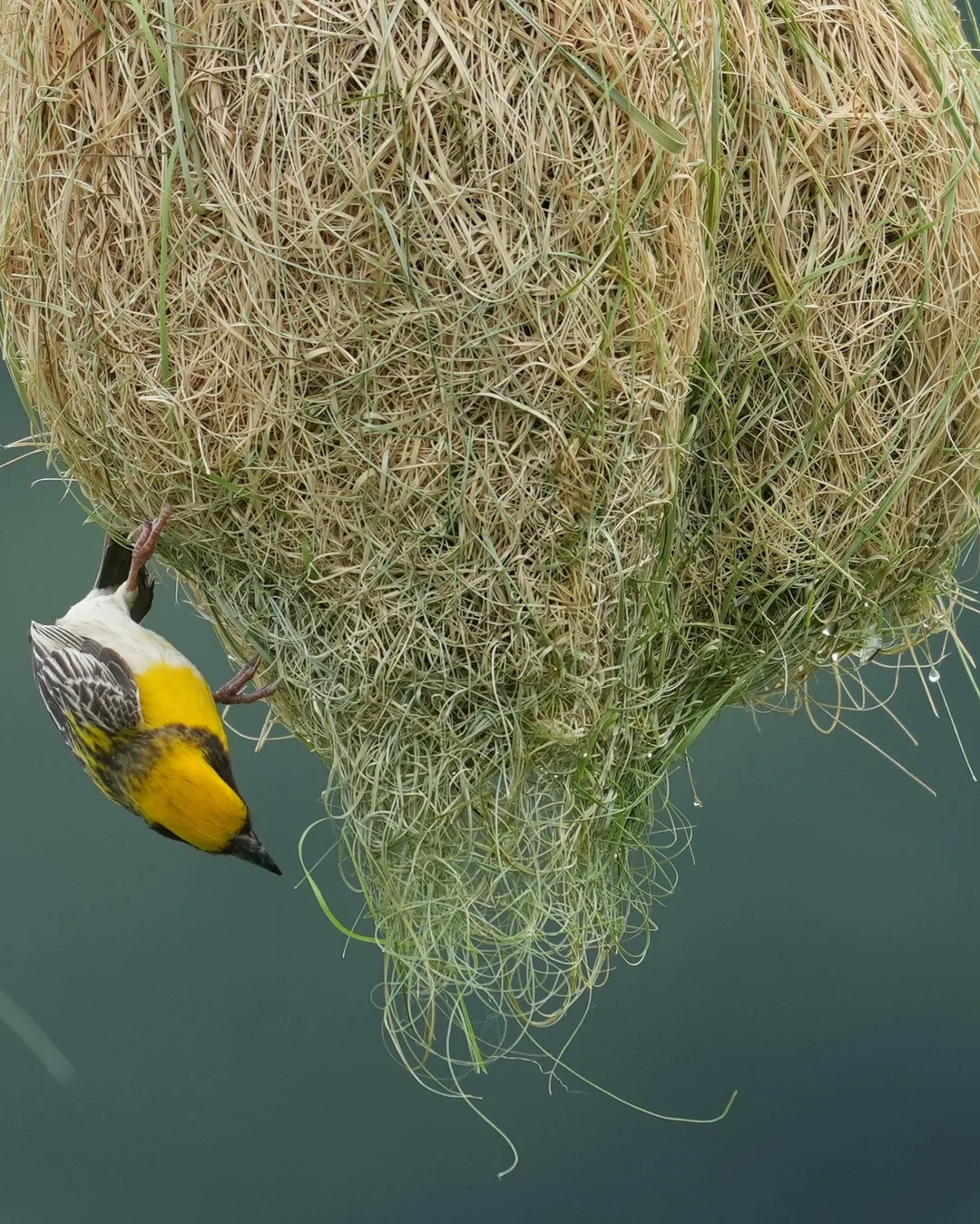 The #Baya #Weaver #weaves its #nest. #Birds of #Fagsi.

I don't like how Insta crops my pics.