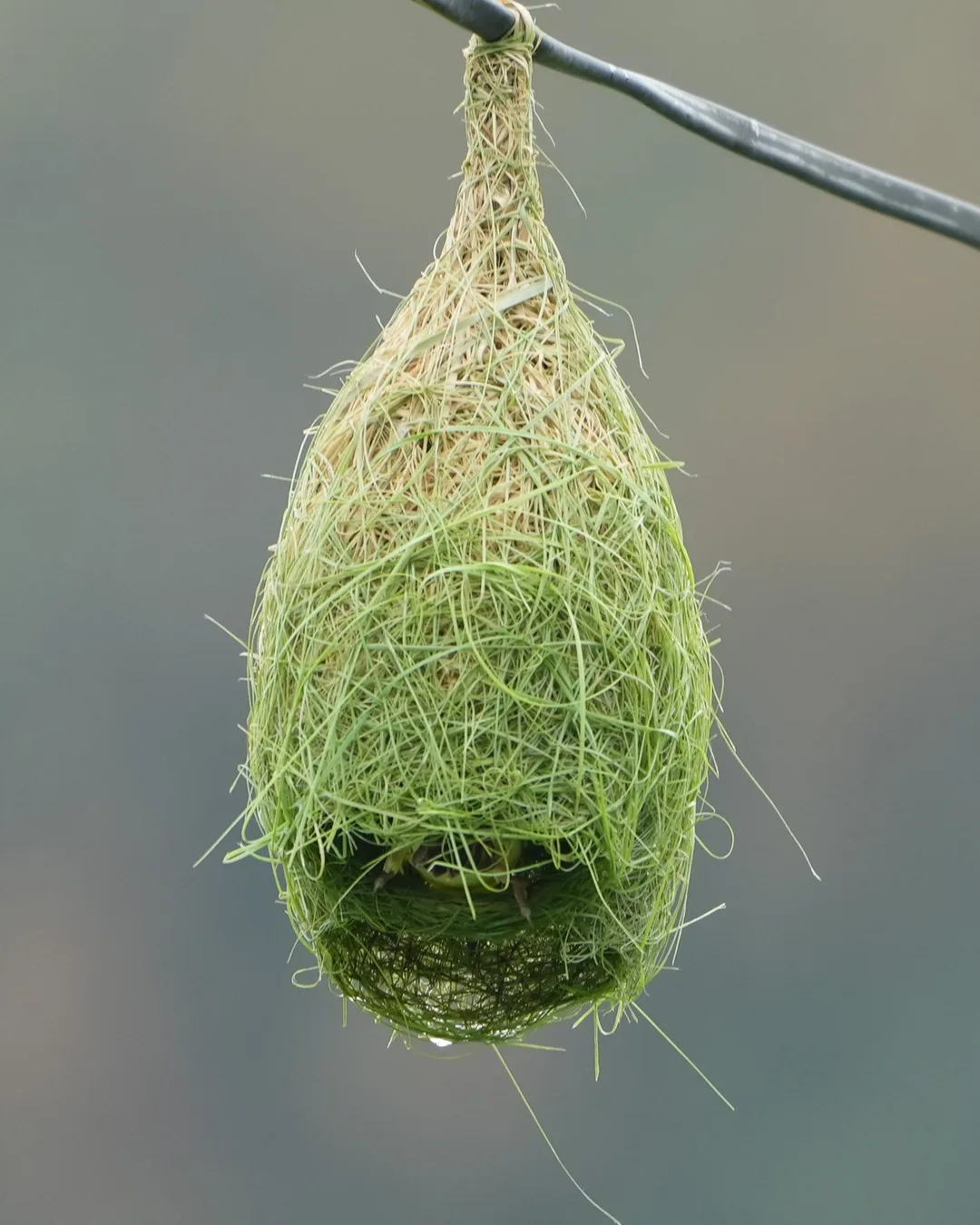 The #Baya #Weaver #weaves its #nest. #Birds of #Fagsi.

I don't like how Insta crops my pics.