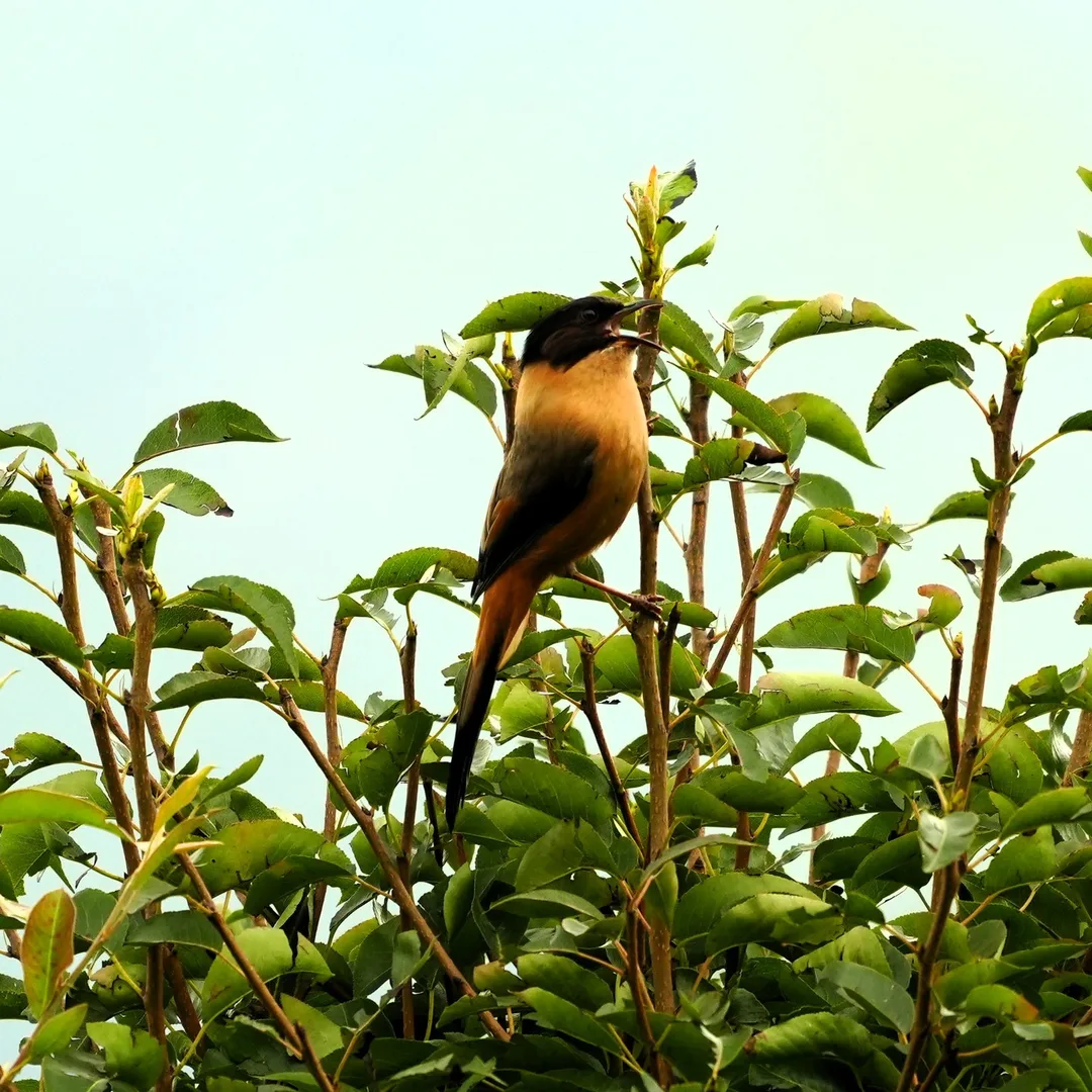 The Rufous Sibia, spotted this rainy morning in #Dhanolti. #Rufous means #बादीमी in #हिंदी। It is a #bird of the lower #Himalayas.