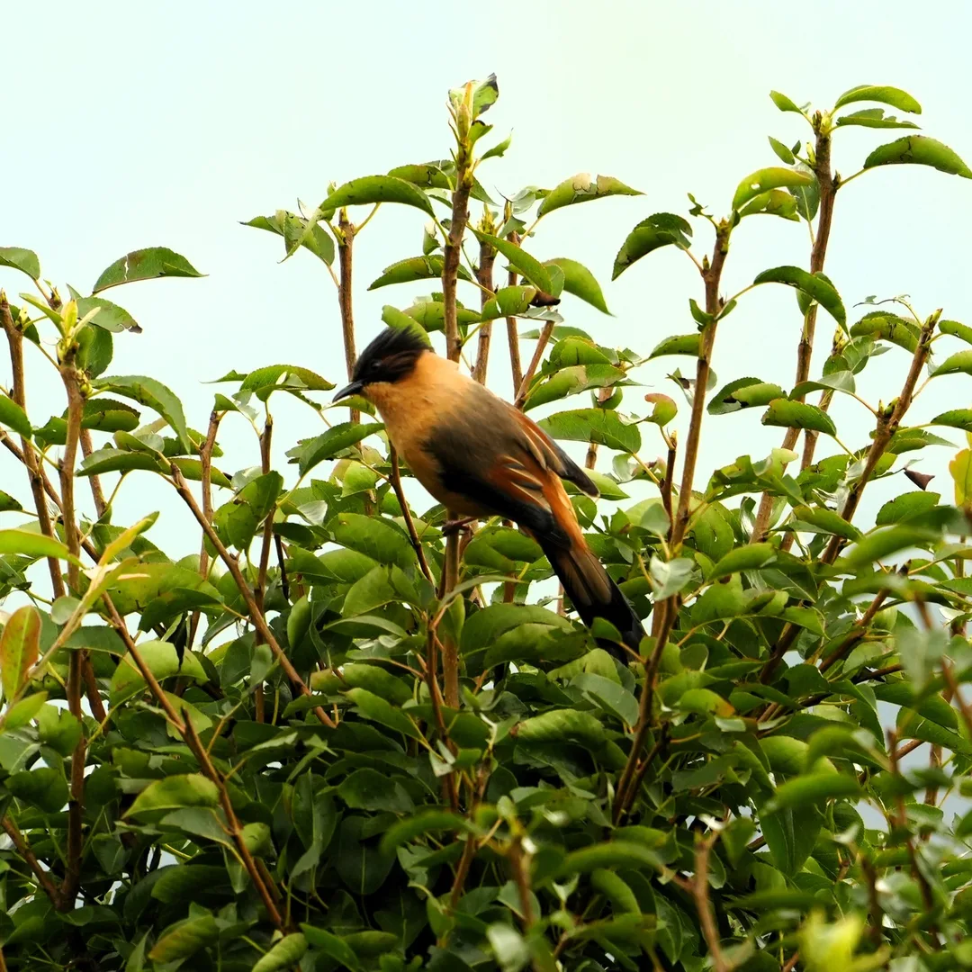 The Rufous Sibia, spotted this rainy morning in #Dhanolti. #Rufous means #बादीमी in #हिंदी। It is a #bird of the lower #Himalayas.