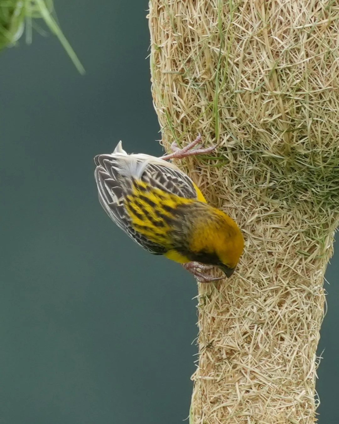 The #Baya #Weaver #weaves its #nest. #Birds of #Fagsi.

I don't like how Insta crops my pics.