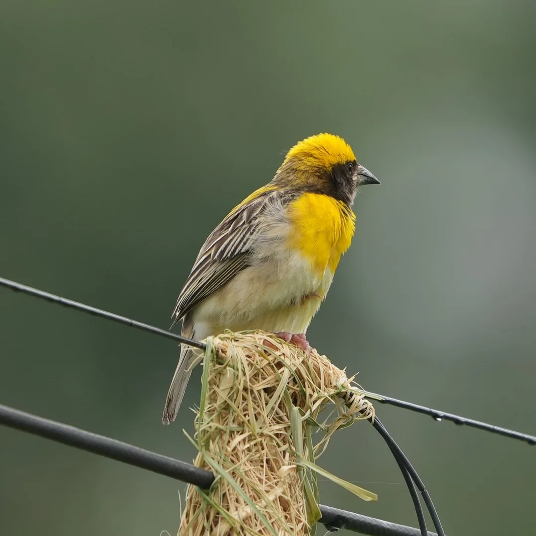 #Baya Weaver, बाया, सोन चिड़ी. #Birds of #Fagsi.