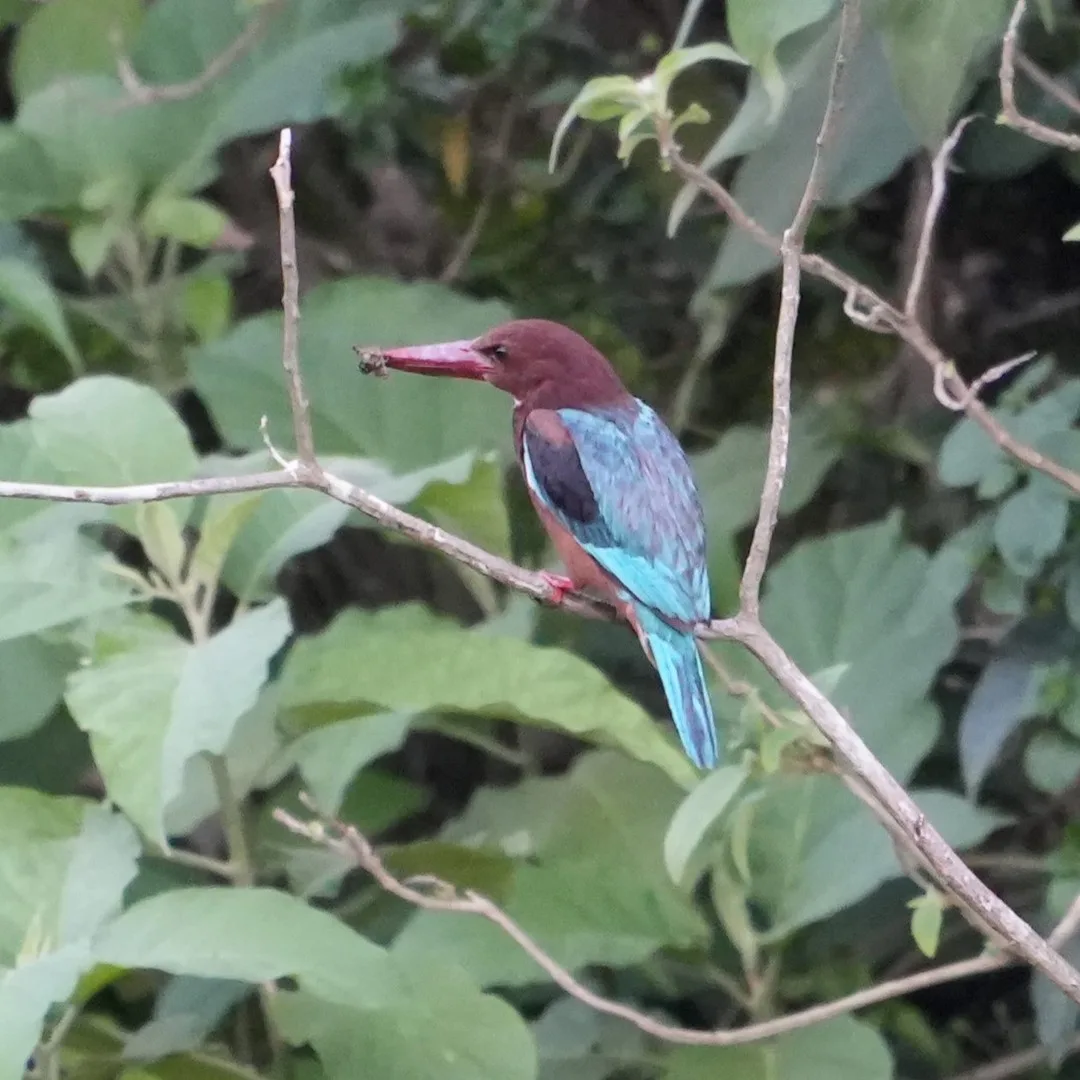 Good old White-throated #Kingfisher. Travel all the way to #Rishikesh but find the same old Kingfisher that I see in the cities also. So many Kingfishers in India (https://www.natu
