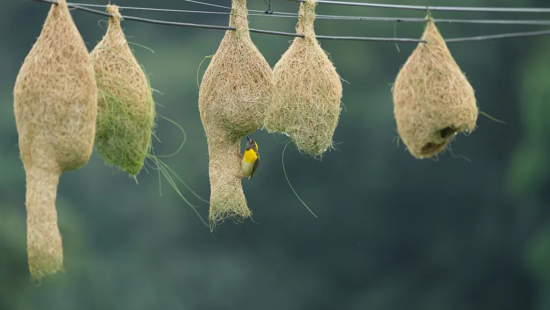 So many #Baya #Weaver #nests. #Birds of #Fagsi.