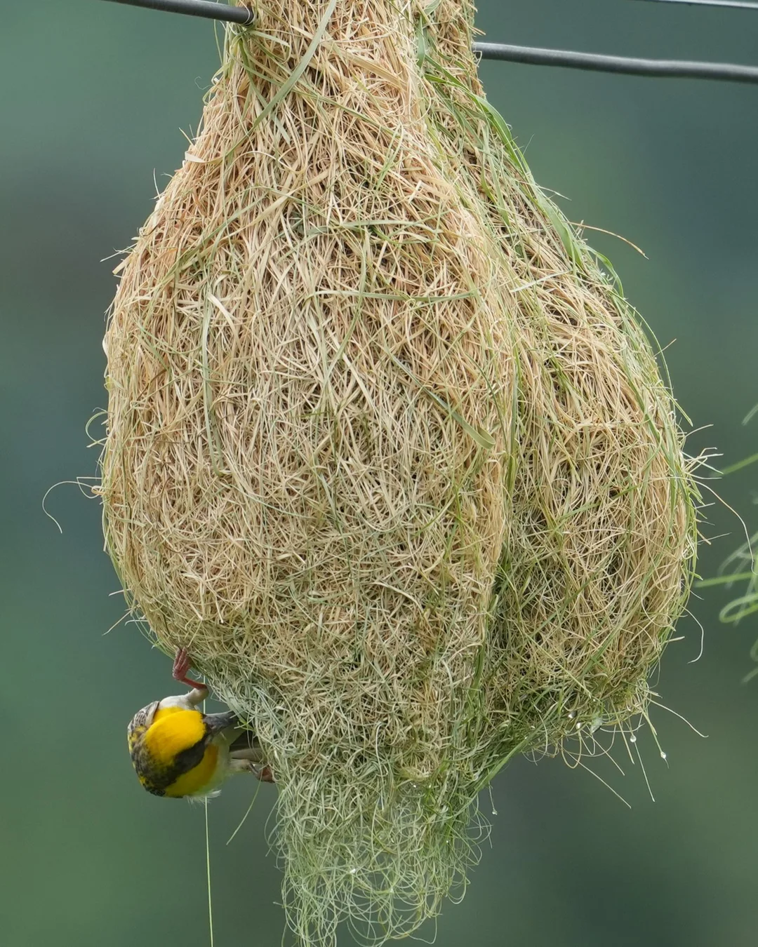 The #Baya #Weaver #weaves its #nest. #Birds of #Fagsi.

I don't like how Insta crops my pics.