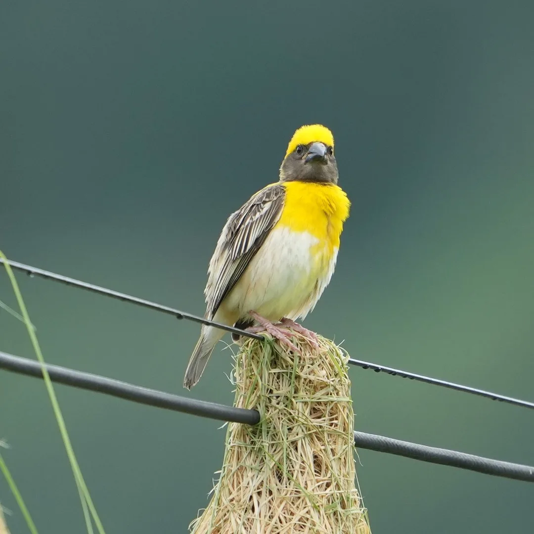 #Baya Weaver, बाया, सोन चिड़ी. #Birds of #Fagsi.