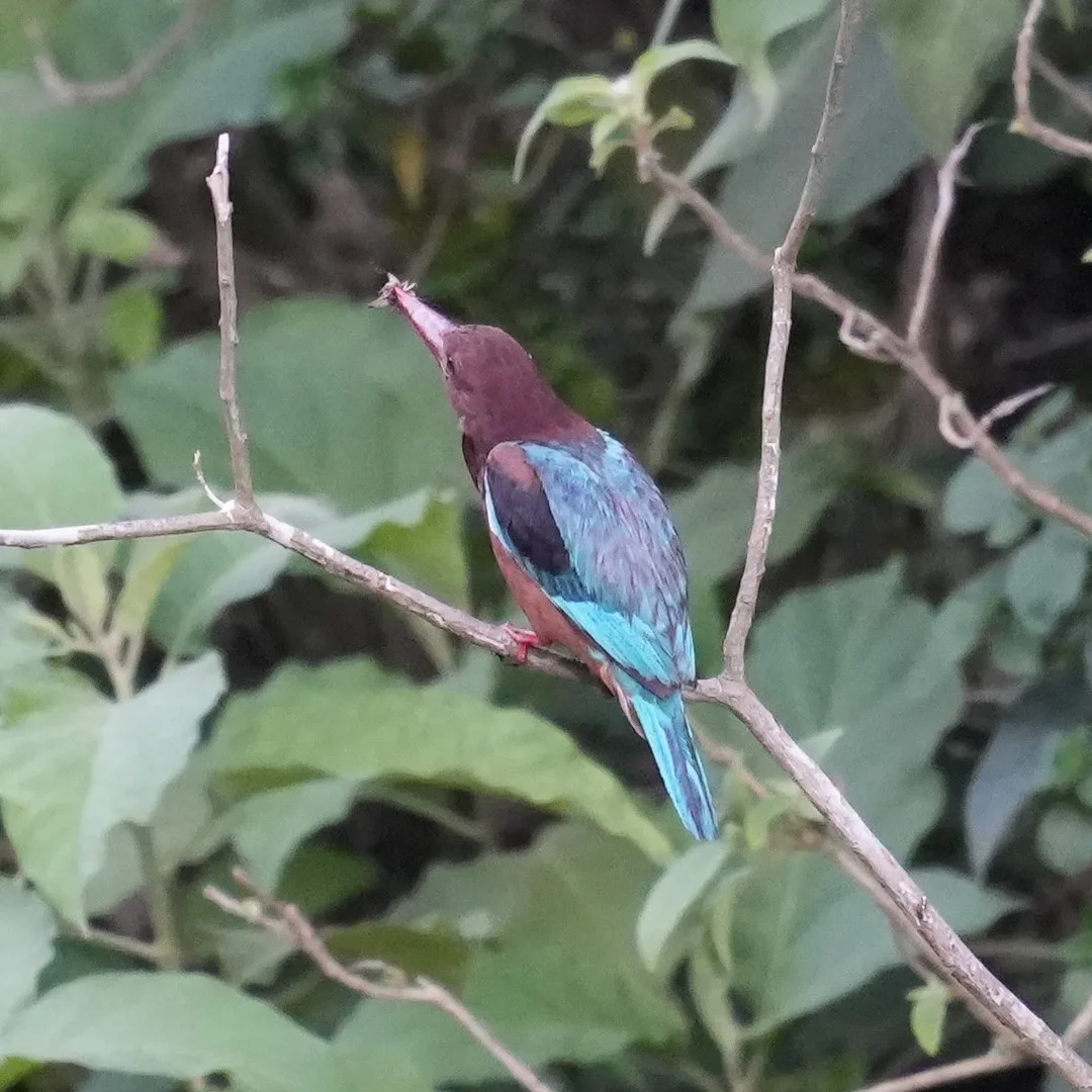 Good old White-throated #Kingfisher. Travel all the way to #Rishikesh but find the same old Kingfisher that I see in the cities also. So many Kingfishers in India (https://www.natu