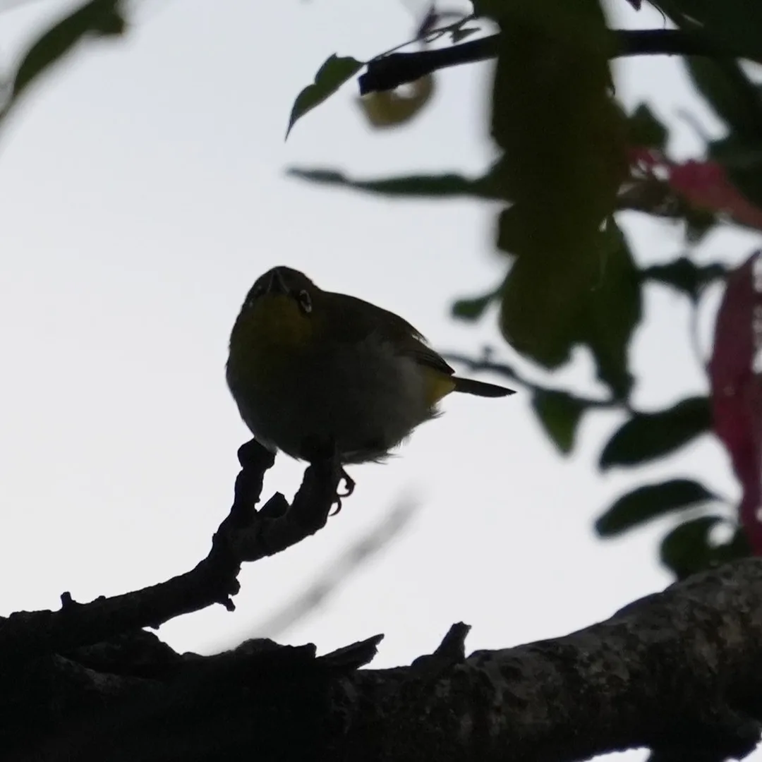 An Indian Yellow Tit performing an electrical inspection in the #evening light.

And an Indian White Eye observing the Tit with consternation, from a safe distance.

The White Eye 