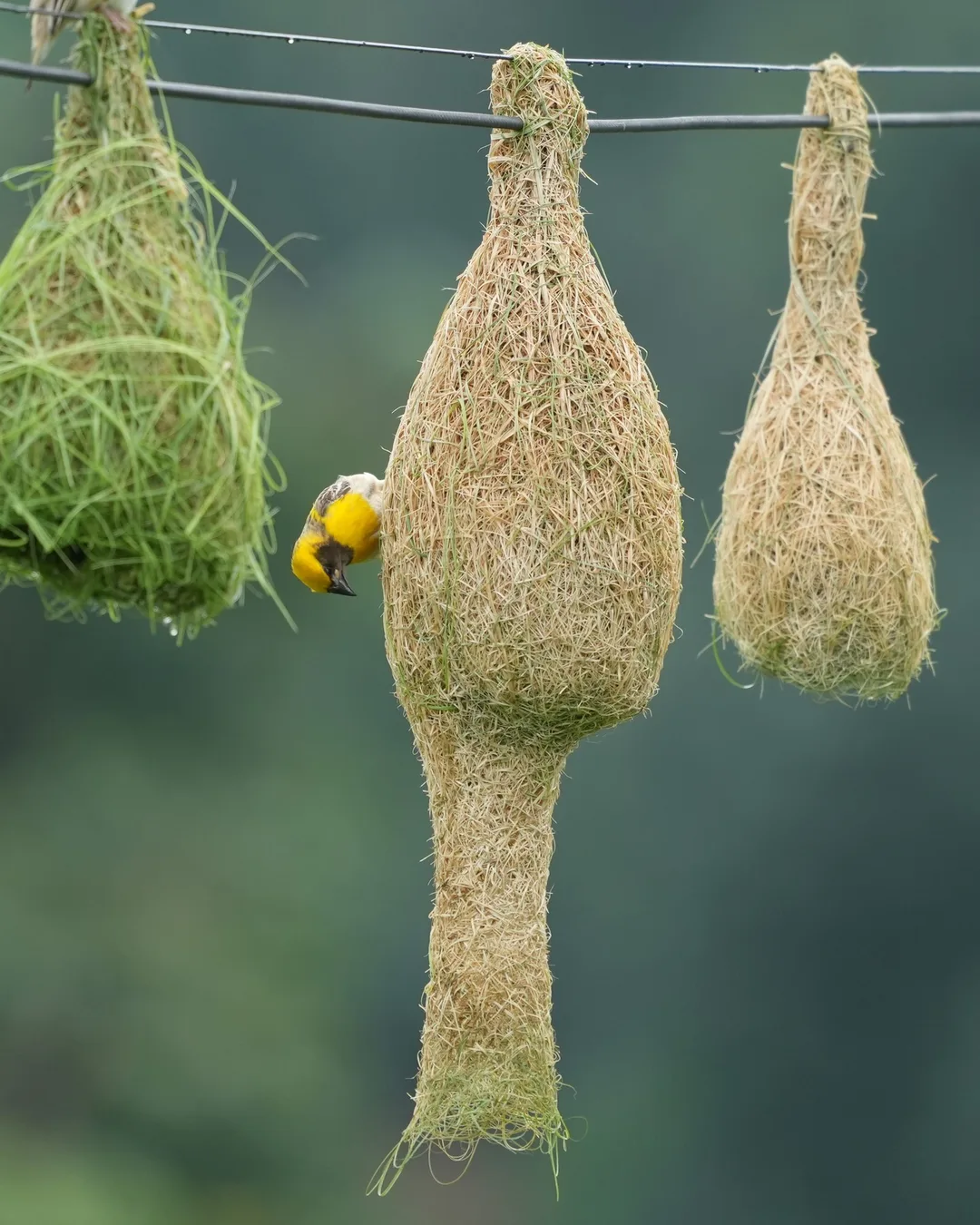 The #Baya #Weaver #weaves its #nest. #Birds of #Fagsi.

I don't like how Insta crops my pics.