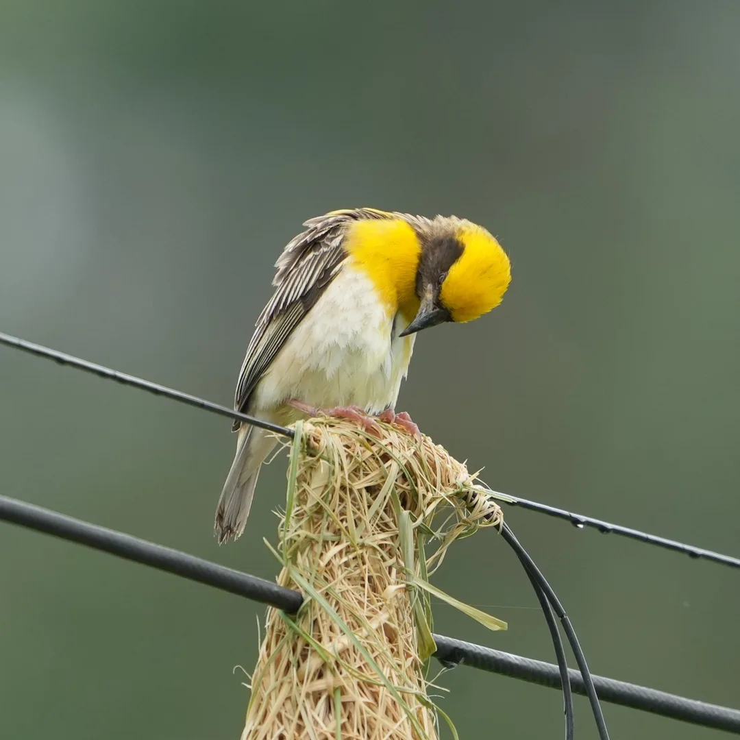 #Baya Weaver, बाया, सोन चिड़ी. #Birds of #Fagsi.