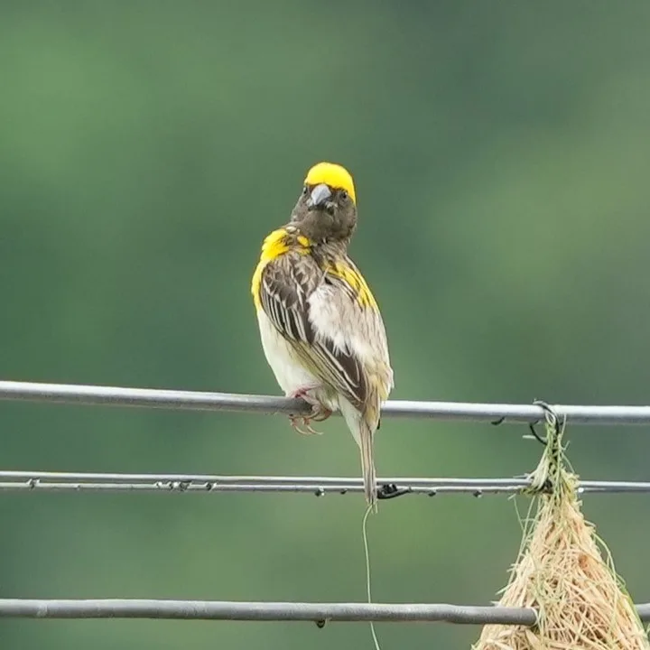 #Baya Weaver, बाया, सोन चिड़ी. #Birds of #Fagsi.