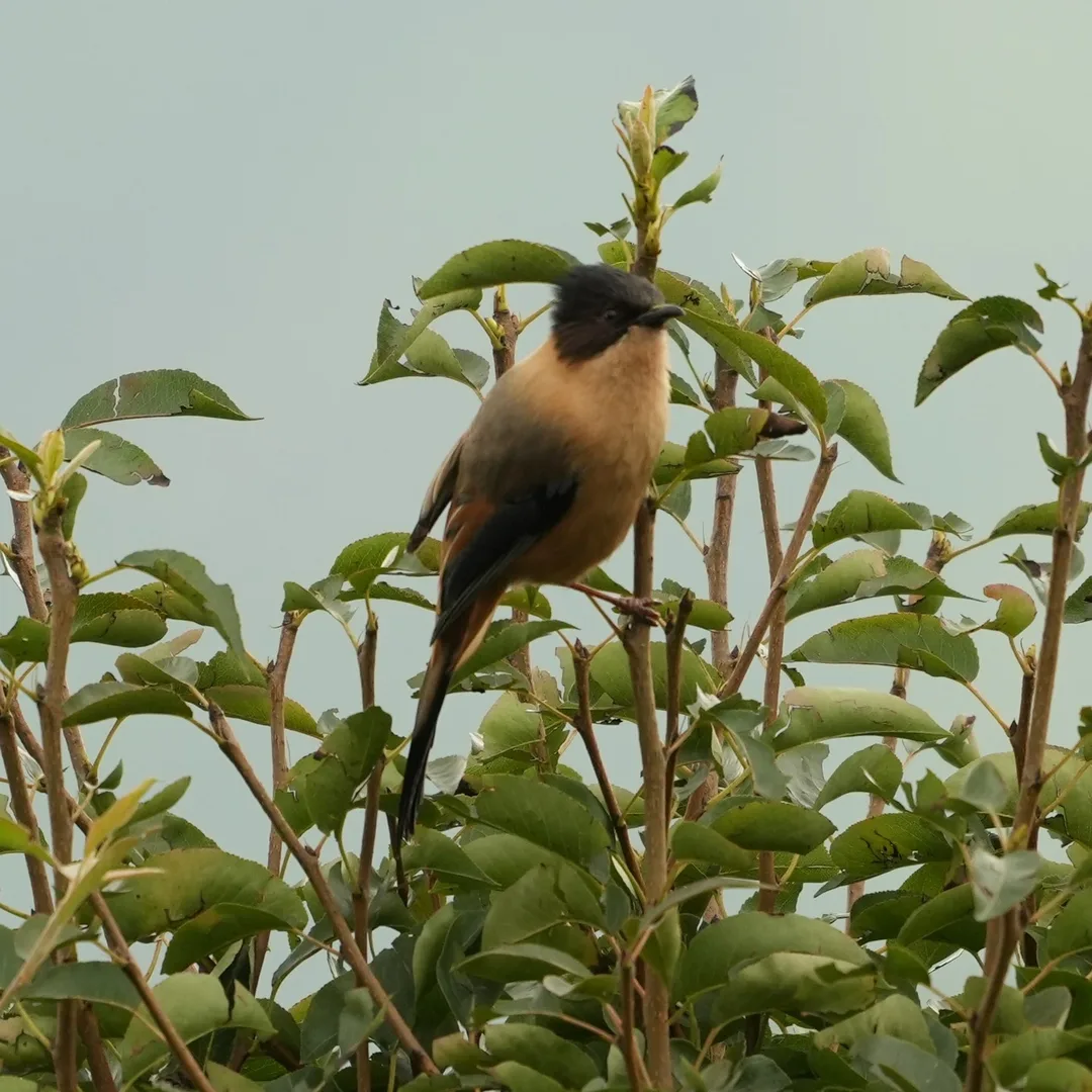 The Rufous Sibia, spotted this rainy morning in #Dhanolti. #Rufous means #बादीमी in #हिंदी। It is a #bird of the lower #Himalayas.