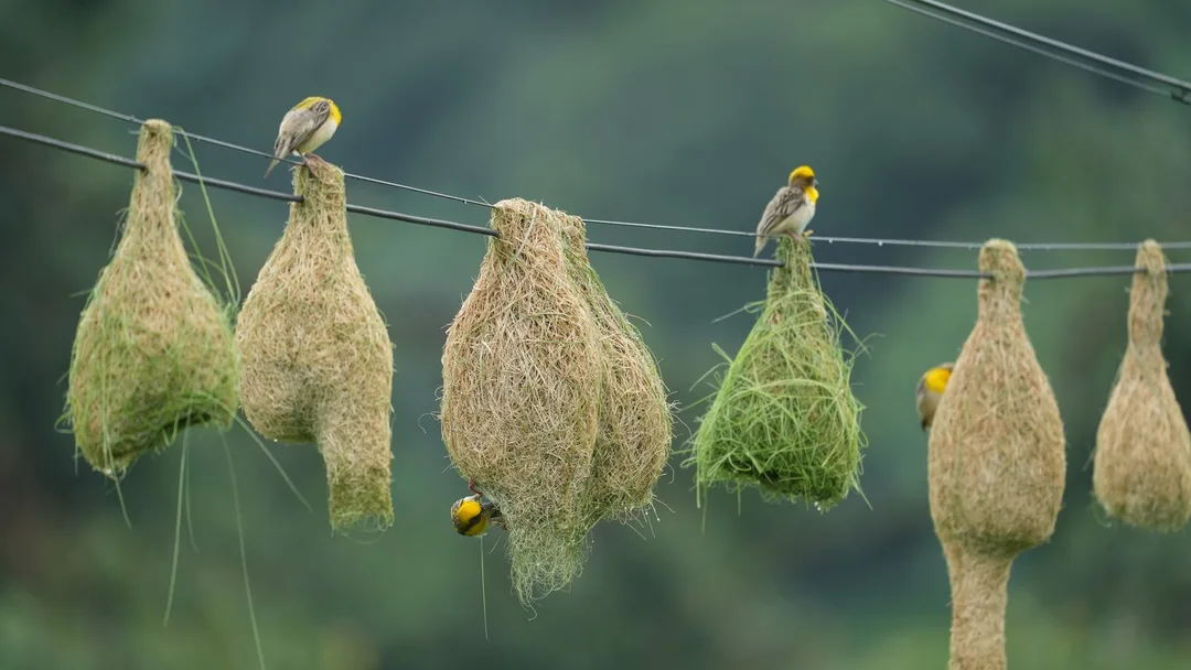 So many #Baya #Weaver #nests. #Birds of #Fagsi.
