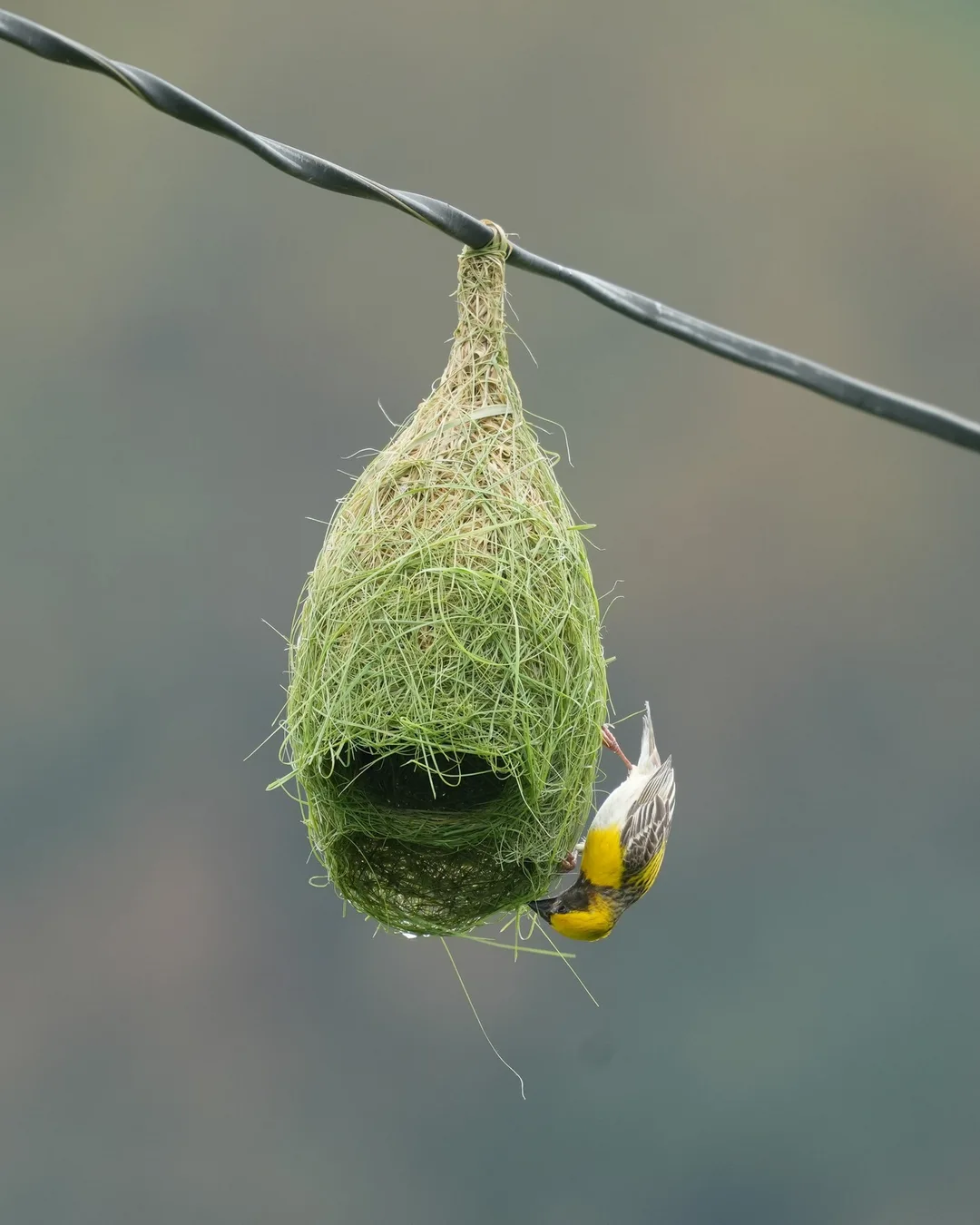 The #Baya #Weaver #weaves its #nest. #Birds of #Fagsi.

I don't like how Insta crops my pics.