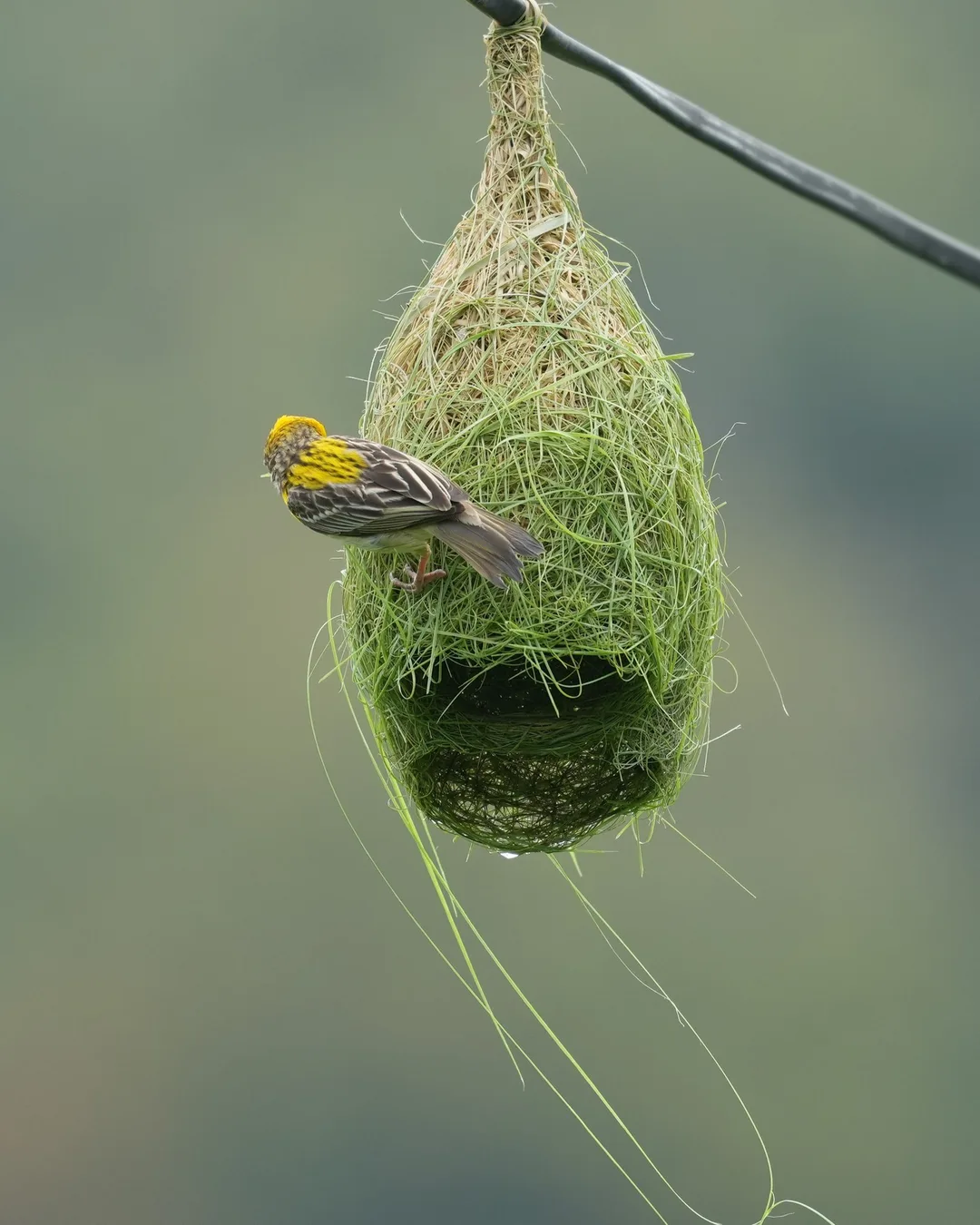 The #Baya #Weaver #weaves its #nest. #Birds of #Fagsi.

I don't like how Insta crops my pics.