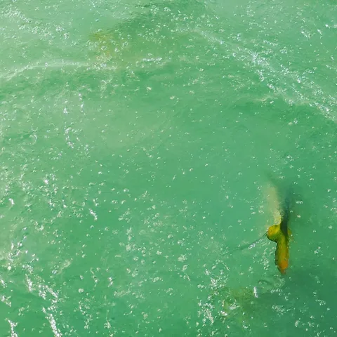 The turquoise and emerald green waters of both rivers have rather big fishes in their freezing cold waters