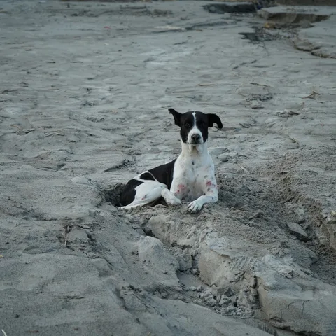 Good boy?