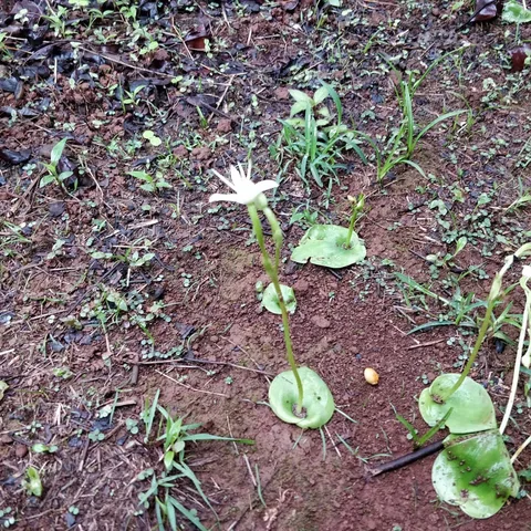 This is a complete #plant in six inches. Leaf, stem, #flower.

Life has tremendous #zeal to exist. It will sprout anywhe