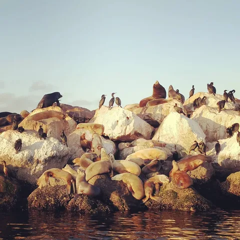 The #sealion is my spirit animal. It loves basking in the sun - lying around on its back all day, scratching its body, e