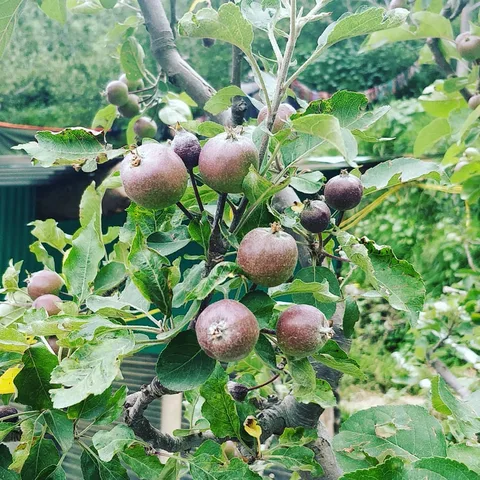 सेब ही हैं 😀 🍏 
छोटे से