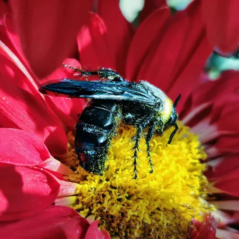 Which insect is this? It was mauling the flower for a very long time.