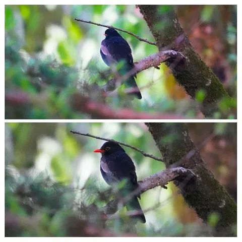 The Grey-winged Blackbird. We got attacked by leeches while photographing this guy.