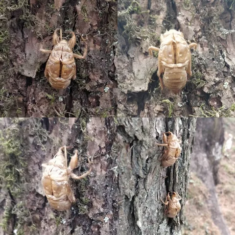 These #insects made the kids #jump. Even though they are sitting perfectly still. They're a little more than an inch in 