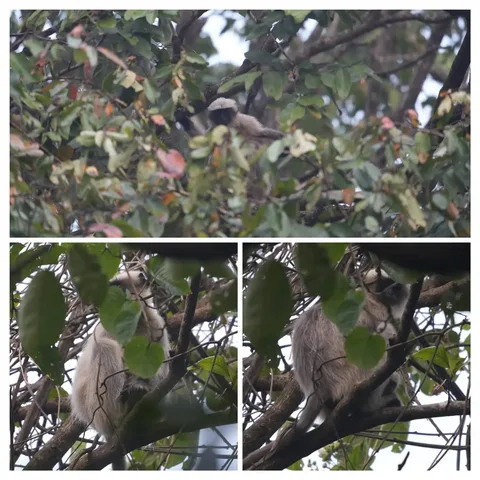 The Southern Plains Grey #Langurs also took full advantage of the foliage in the forests of #Dandeli to hide.

#nature #