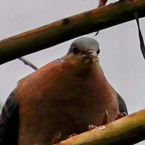 M1 calls this Big Chungus Burdus. Mind it.