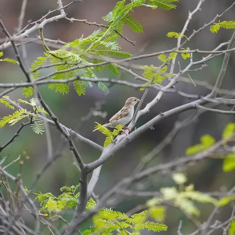 Sind Sparrow. गौरैया।