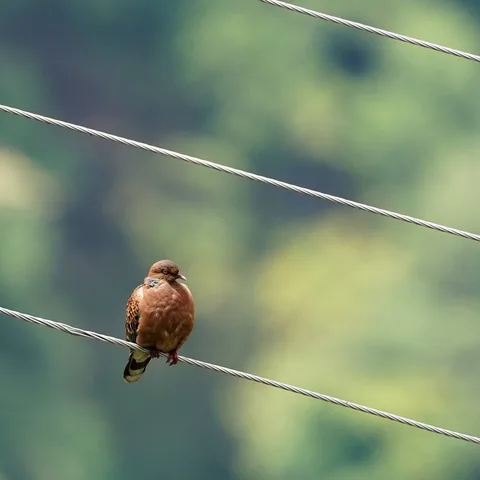 M1 wants you to consider the possibility that not all birb pics are aligned center