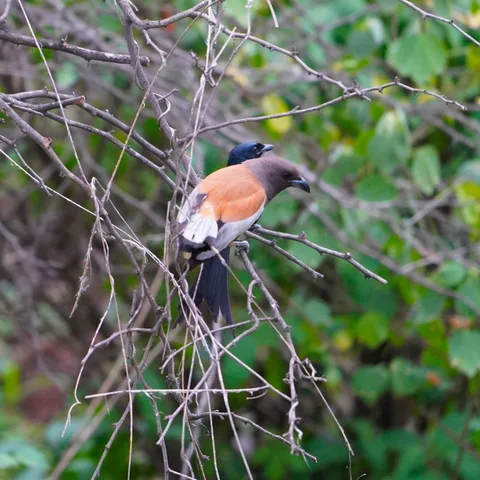 "Whaddaya say buddy. Do we go in?"

We were lucky to come across a hoard of birds and animals, clustered around the foli