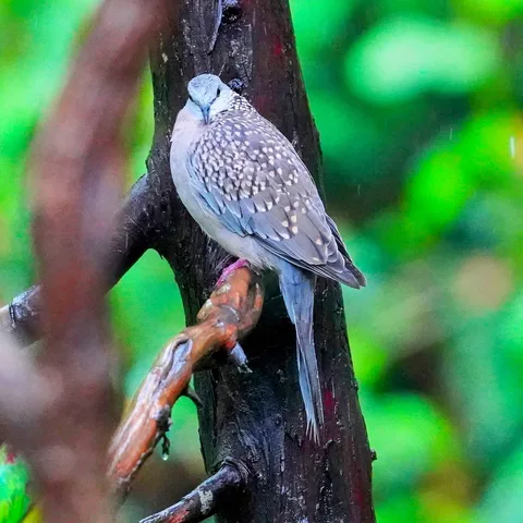 Just hanging about. Doing my thing. Being plump.