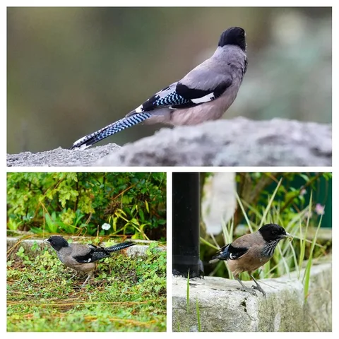 A Black-headed Jay with a grub in its mouth