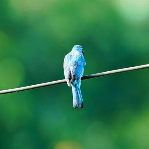 One last pic of the Verditer Flycatcher