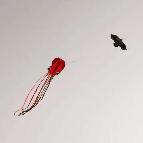Kites. पतंगें.