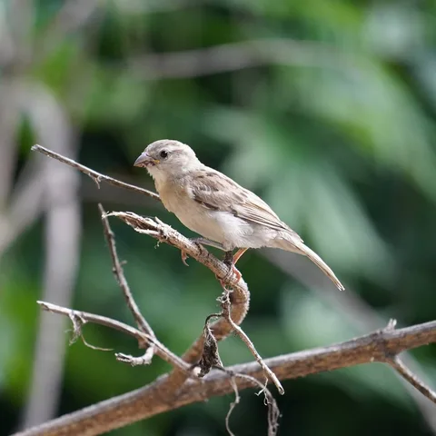 The humble #sparrow. But then, where do you get to see it in the cities any more.