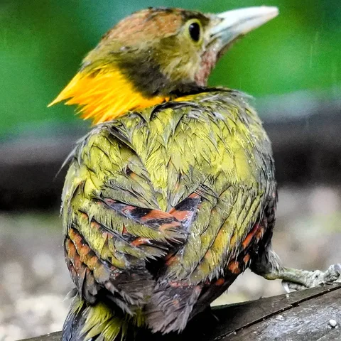 See how beautiful the feathers are, of a yellownape woodpecker (कठफोड़वा)
