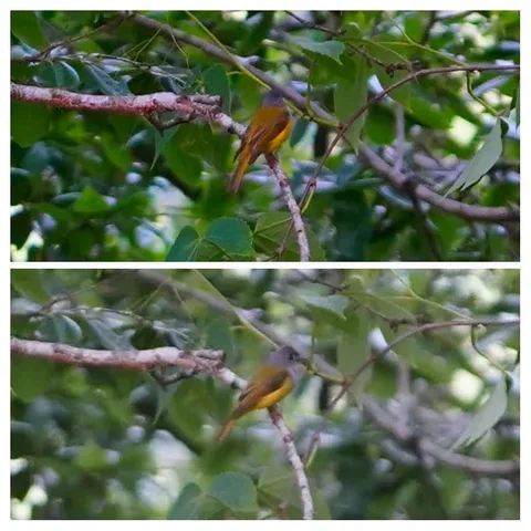 The Grey-headed Canary-flycatcher. Leeches are common in the Himalayas during the rains, and we should have been more ca