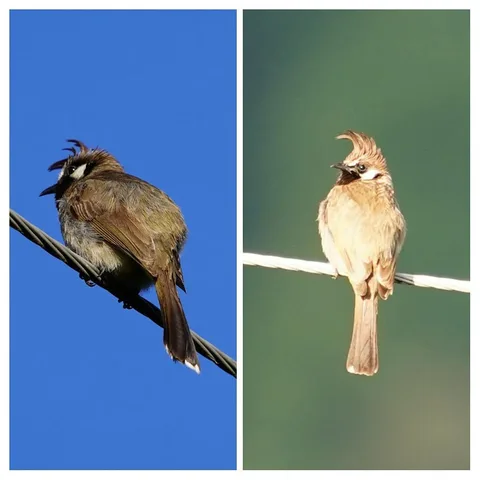 Are these two the same species of birb?