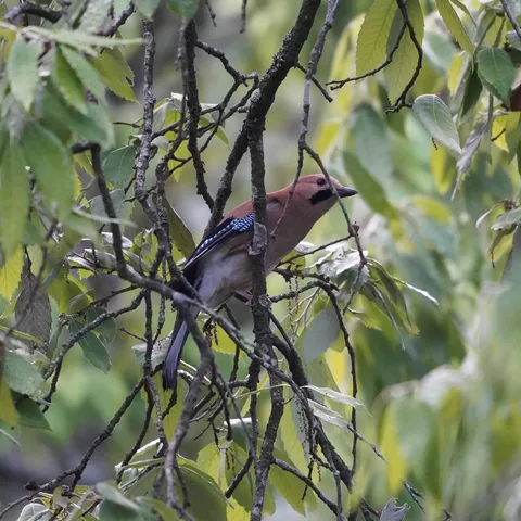 The Eurasian Jay