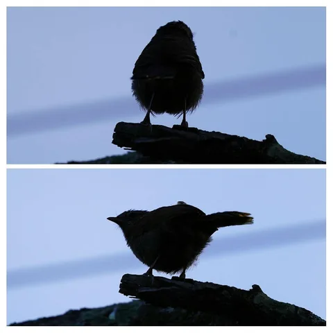 गोबदू wren's सिलहुट्टी (silhouette)