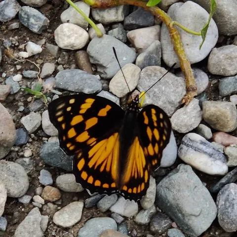 #butterfly #butterflies