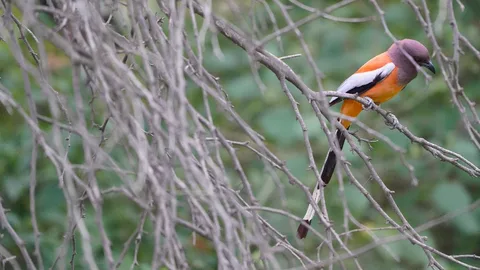 Rufous Treepie.

Can you identify the trickery involved in this photograph.