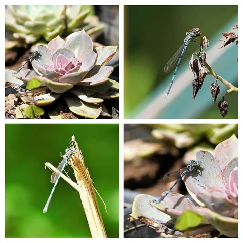 Little buggy
Blue buggy
Buzz buzz buzz

(sung to the tune of soft kitty)