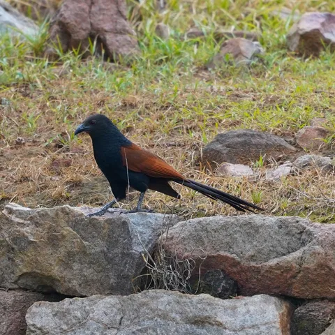 The Greater Coucal.