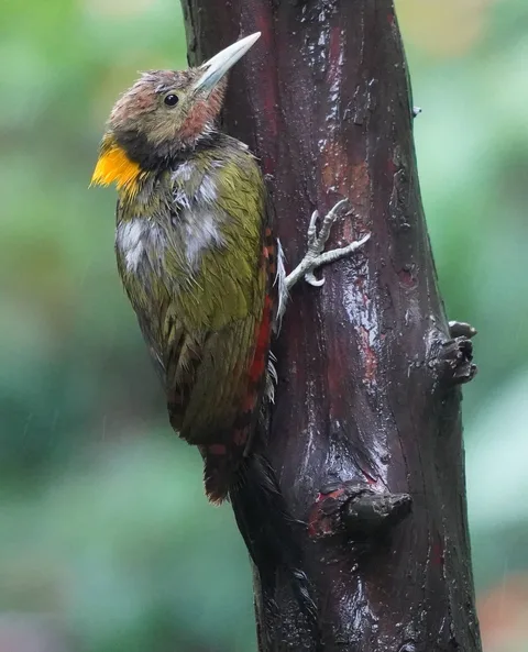 The lesser yellownape woodpecker. कठफोड़वा.