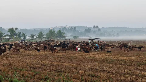 The gadariyas are back in our fields. Turning parali into goat poop. This time they're visiting from Karnataka.