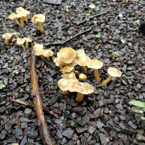 Shrooms!