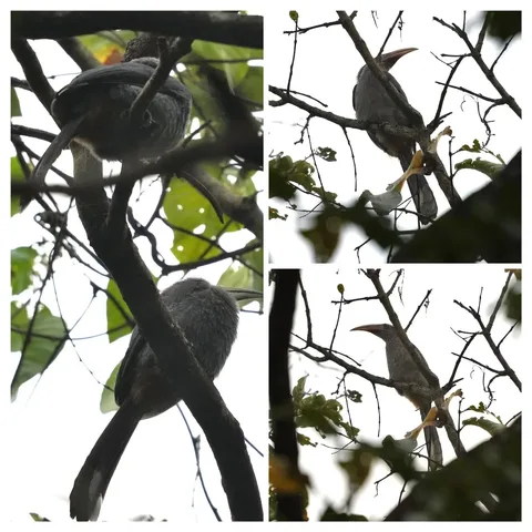 This pair of Malabar Hornbills was way up in the trees, well hidden. And it was a cloudy morning. Hence I've had to do s